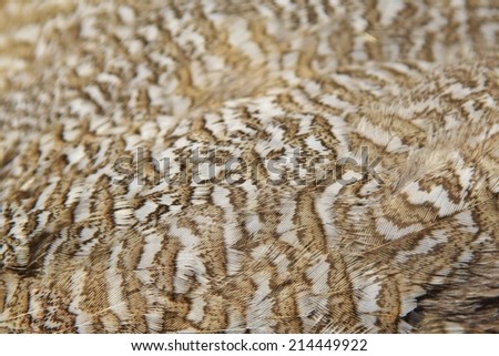 Francolin Feathers - Abstract Art Background from Africa - Fashion and Camouflage from Nature