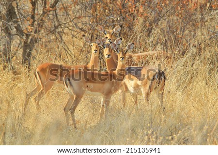 Impala - African Wildlife Background - Listening Curiously