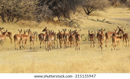 Impala - African Wildlife Background - Freedom in Nature and Animal Beauty