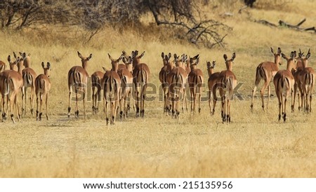 Impala - African Wildlife Background - Freedom in Nature and Animal Beauty