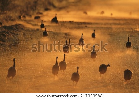 Guinea Fowl - African Wild Bird Background - Golden Mile
