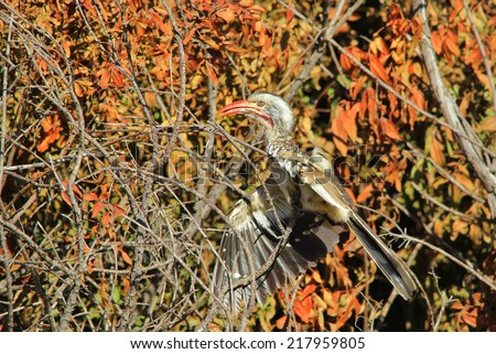 Yellow Billed Horn-bill - African Wild Bird Background - Beak of Power and Color