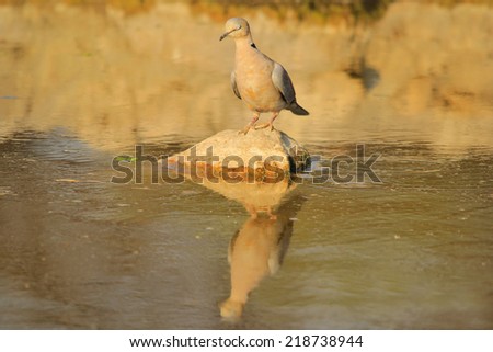 Cape Turtle Dove - African Wildlife Background - Island of Blue and Gold
