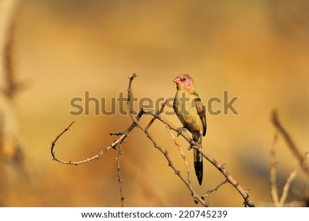 Violet-eared Waxbill - African Wild Bird Background - Beautiful Purple on Golden Nature