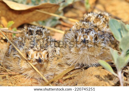 Burchell's Sand Grouse - African Wild Bird Background - Baby Animals and Chicks
