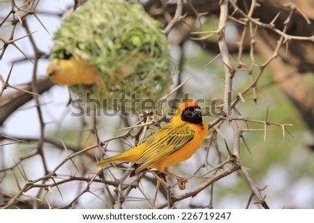 Southern Black Masked Weaver - African Wild Bird Background - Golden Craftsman Bird with a new home and girlfriend