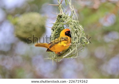 Southern Black Masked Weaver - African Wild Bird Background - Golden Craftsman Bird and its new home