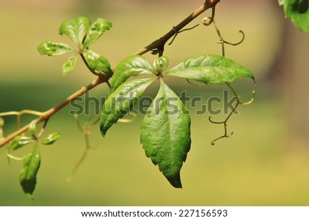 Creeper Vein - Leaf Background - Green Concept of New Life through delicate construction