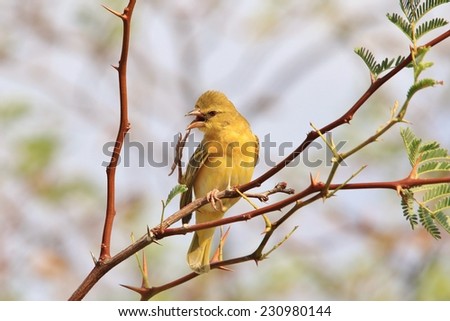 Southern Black Masked Weaver - African Wild Bird Background - Funny Nature and Hilarious Moments