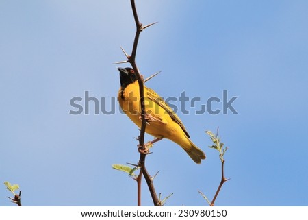 Southern Black Masked Weaver - African Wild Bird Background - Posture of Gold