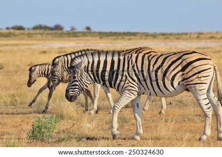 Zebra - African Wildlife Background - Family Dynamics