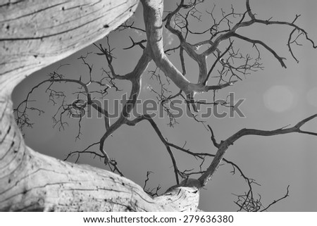 Tree of Life - Nature Background - Majestic beauty grown through Time