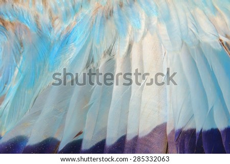 Lilac Breasted Roller - Nature Background - Feathers of Blue Beauty