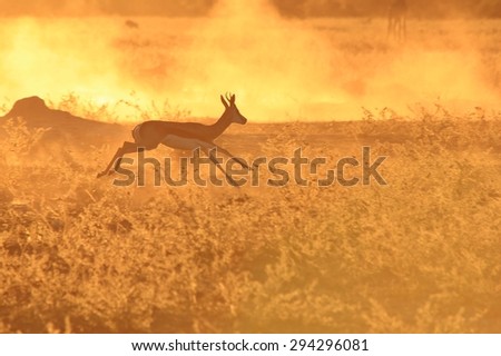 Springbok Run - African Wildlife Background - Golden Speed