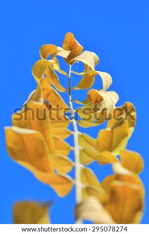 Golden Leaves of Winter - Leaf Background - Curl of Seasons