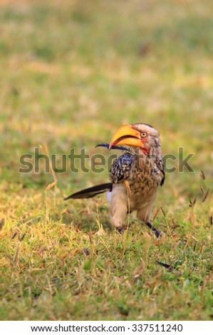Yellow billed Horn-bill - African Wildlife Background - Natural Beak
