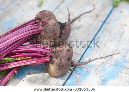 Fresh organic beets  with soil,  with tops on old wooden table, selective focus.  Natural day light.