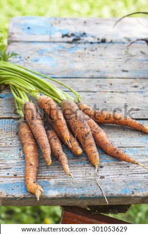 Fresh carrots with soil,  with tops on old wooden table, selective focus.  Natural day light.