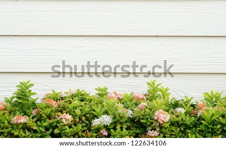 flower and cream wall background