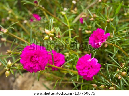 Details of flowers: Portulaca grandiflora