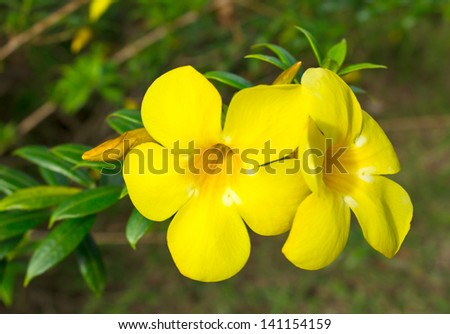 Allamanda, Golden Trumpet Flower in the garden