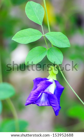 Butterfly pea flower medicinal herbs to treat disease and certain types of food coloring to make purple toxic safe.