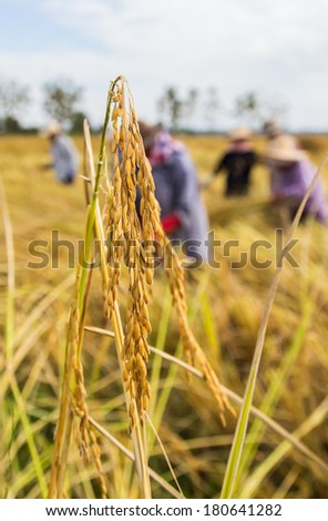 Close up of paddy rice and farmer in the background
