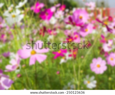 Vintage blurry photo of Abstract nature background with Cosmos flower in the field