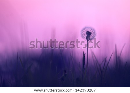 vintage dandelion on pink background