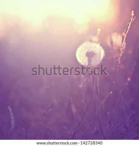 Vintage background with dandelion at sunrise