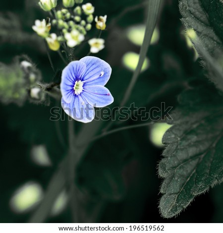 Gentle blue flower. Nature vintage background