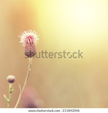 pink wild flower on background of dawn