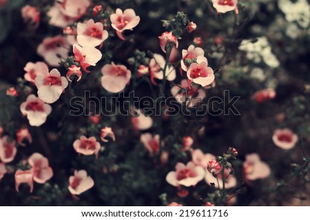 pink soft flowers vintage background