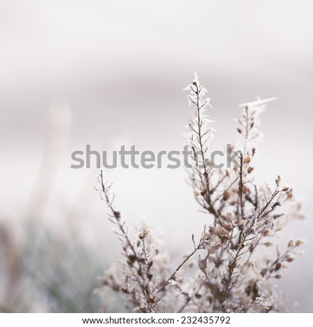 winter plants in field with snow