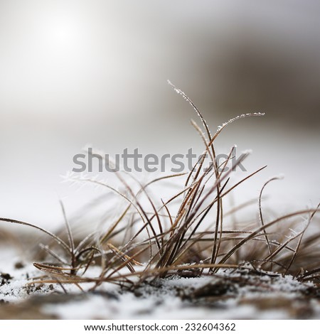 winter grass with hoarfrost