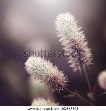 soft fluffy white wild flowers on dark background