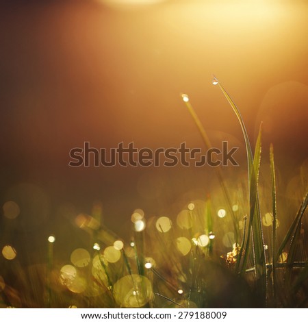 green grass with dew drops in rain field. Nature fresh outdoor background