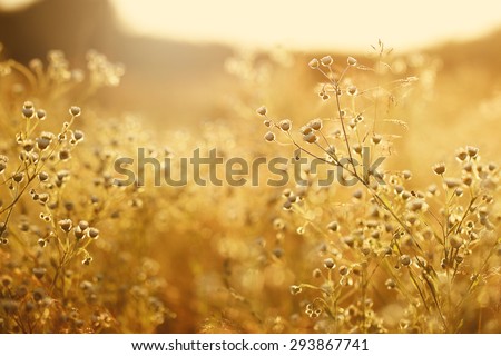 meadow flowers in early sunny fresh morning. Vintage autumn landscape