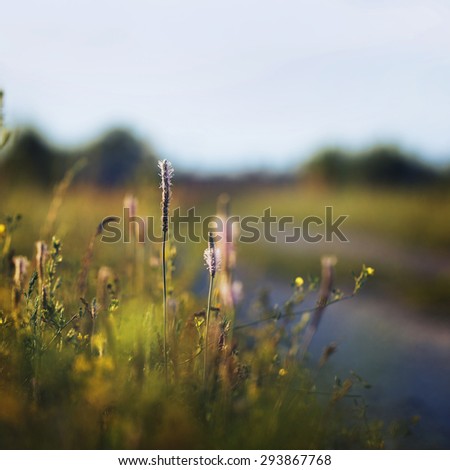 wild flowers next to road in field