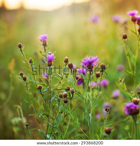 bright picture of many pink wild flowers in field in morning. Colorful nature background