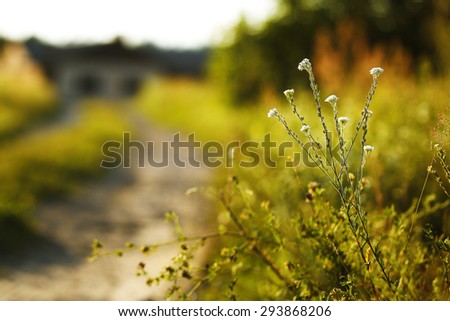 wild white flowers in natural field. Colorful bright fresh morning photo
