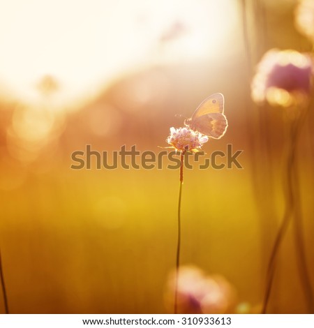 orange butterfly seating on wild pink flower in field at evening sunshine. Nature outdoor autumn vintage photo