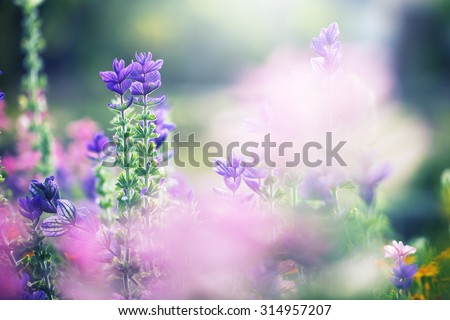 colorful lilac beautiful flowers in garden flowerbed on natural green background. Fresh summer photo