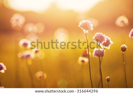 wild meadow pink flowers on morning sunlight background. Autumn field background