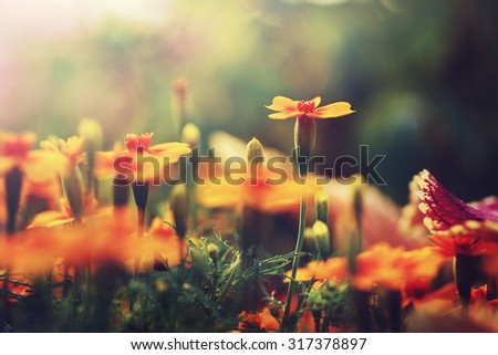orange flowers in garden flowerbed. Vintage nature outdoor autumn photo