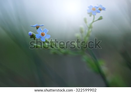 little blue soft meadow wild flower on dark natural background in evening field. Vintage autumn outdoor macro photo with natural misty atmosphere