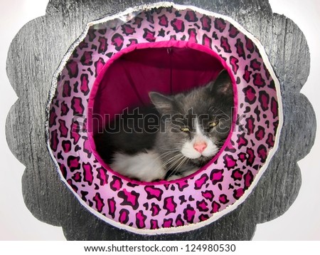 Happy / content fluffy Norwegian cat resting / lounging in a cat house / hotel