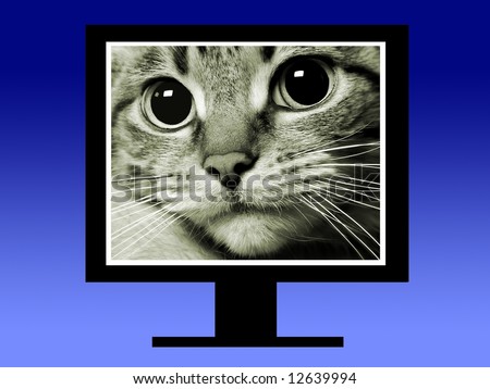 Portrait of a cat - LCD monitor