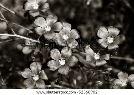 Flowers in sepia