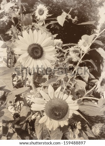 Vintage retro sepia flowers sunflowers on a sunny day